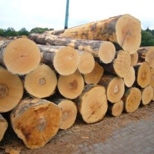 Beach Wood Logs