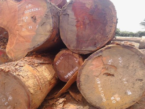 Beli Wood Logs