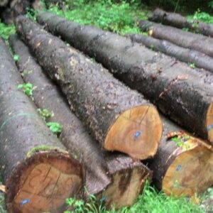 Cherry Wood Logs