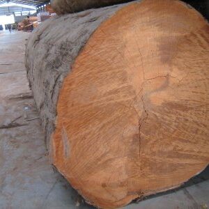 Iron Wood Logs